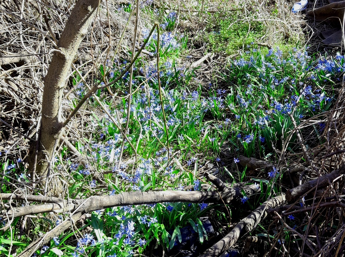 Пролески в буреломе залиты солнцем (2025 год)