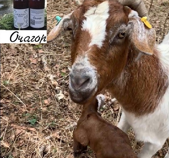 Перегорел…