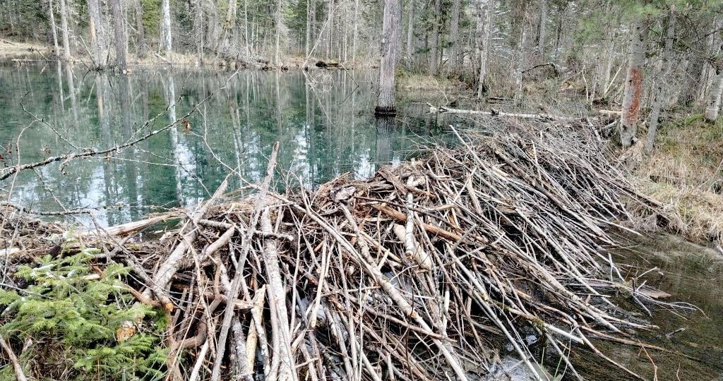 Мощную плотину бобры соорудили