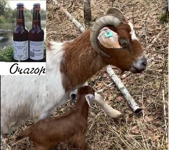 Какие разные козьи мамы