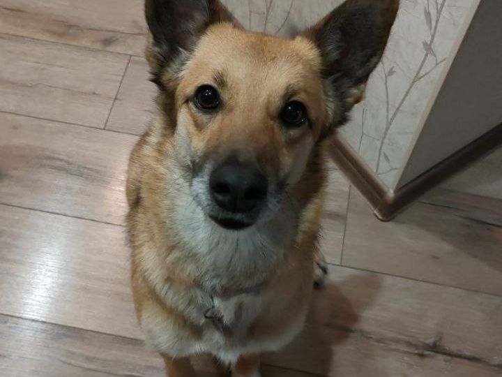 «Может, это у вас уши не с той стороны?» Самая удобная собака, которую никто не забирает