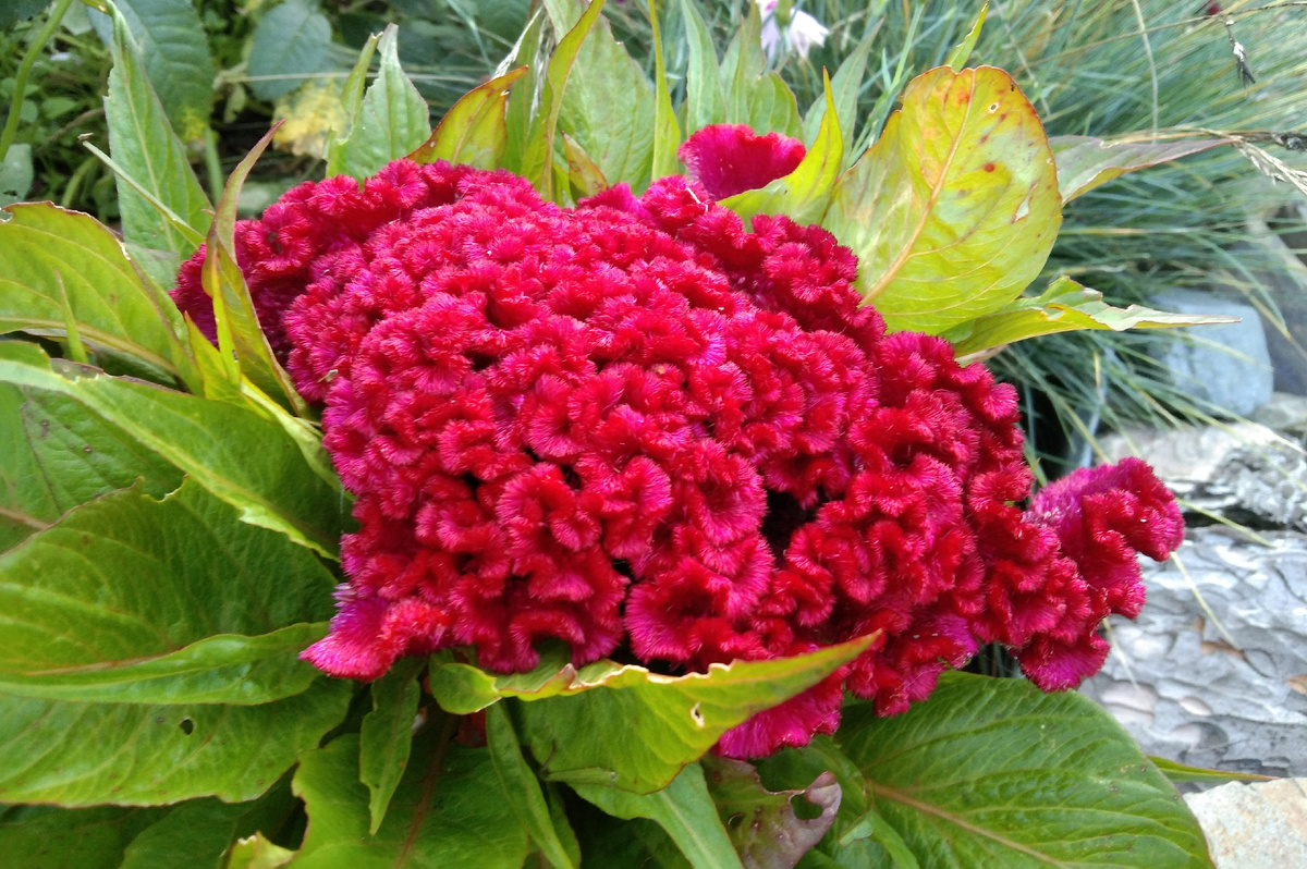 Целозия гребешковая