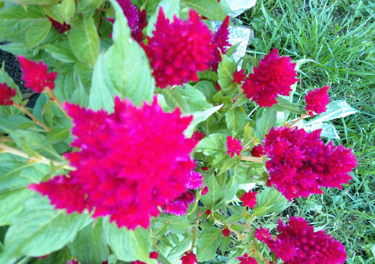 Целозия метельчатая