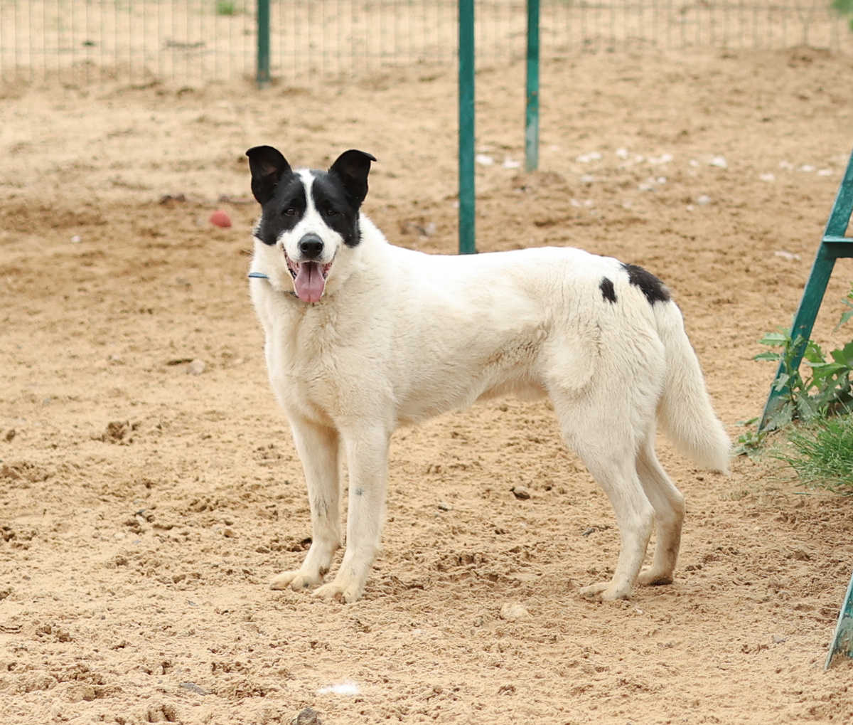 А! Так это от долматина?