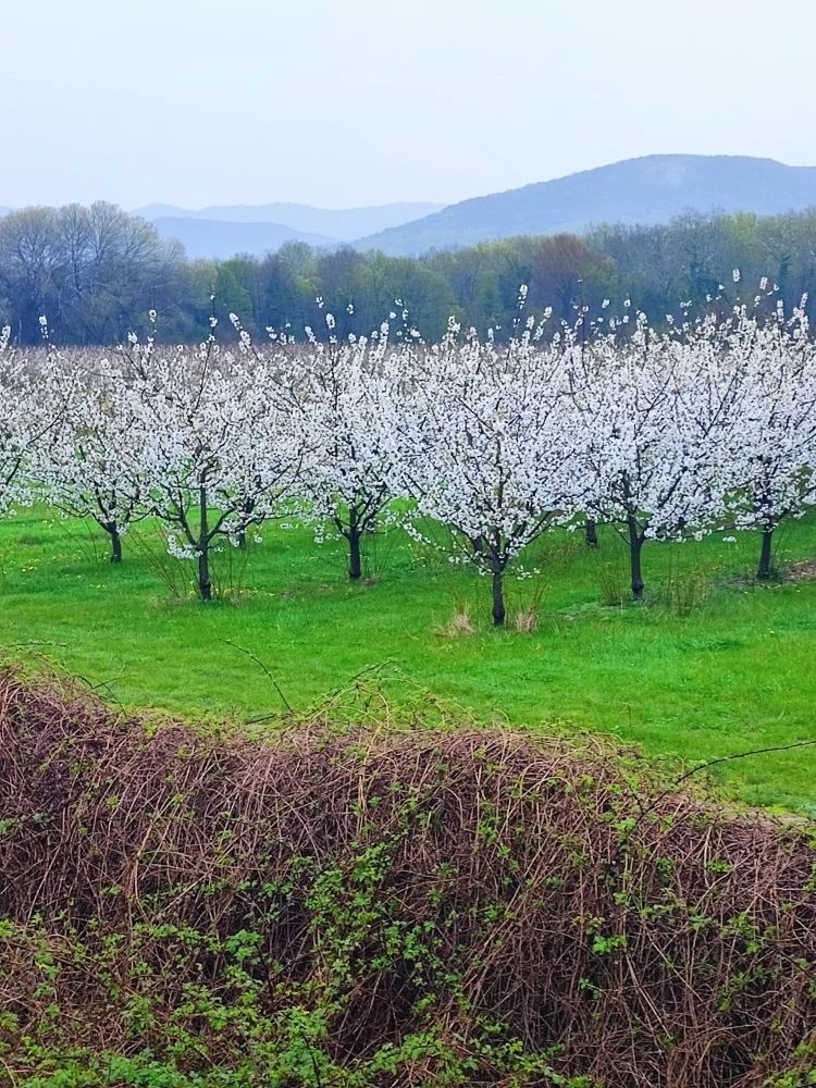 Яблочный сад в Геленджикском районе