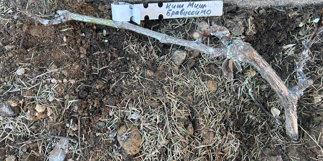 Лапник не подвел: зимовка тонкомерного молодняка 2025-2026❄️🌲🌱🍇