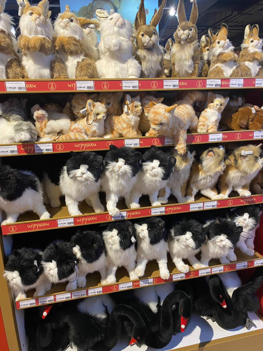 ЦДМ : котики и белочки