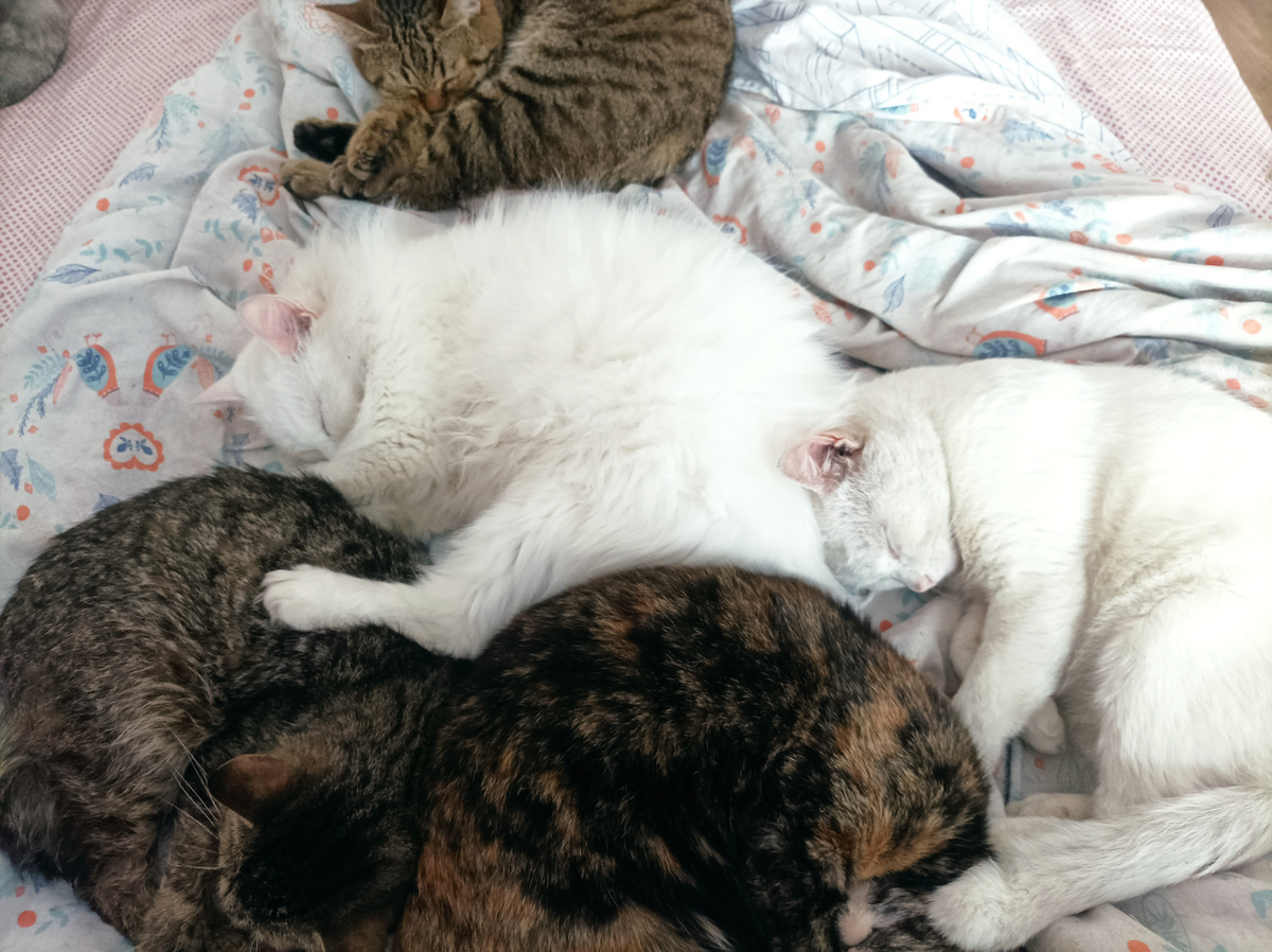 Котики это не только ценный мех😁