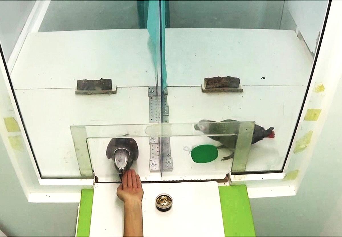 Картинка, описывающая эксперимент, представленная в журнале Current Biology