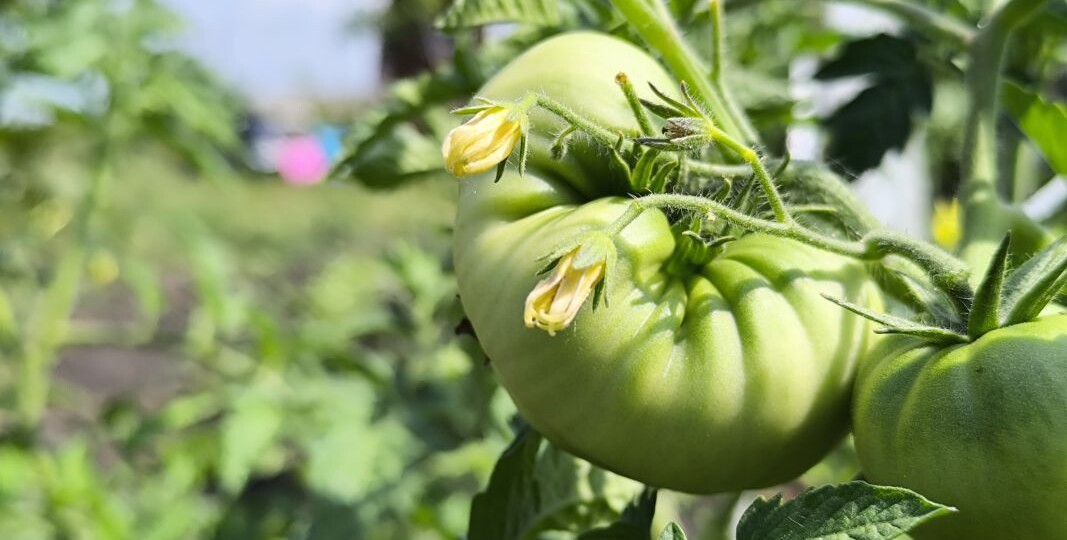 Воронежцев предупредили об опасности раннего начала дачного сезона
