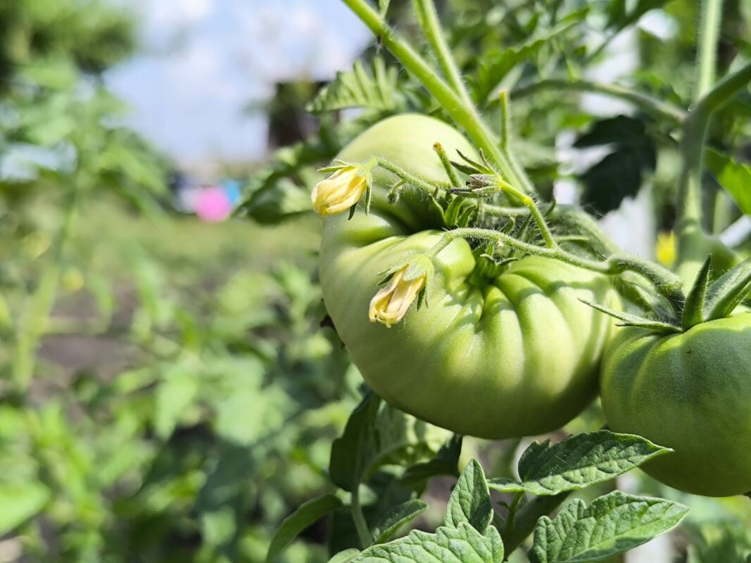    Фото: Олег Чиркашенко