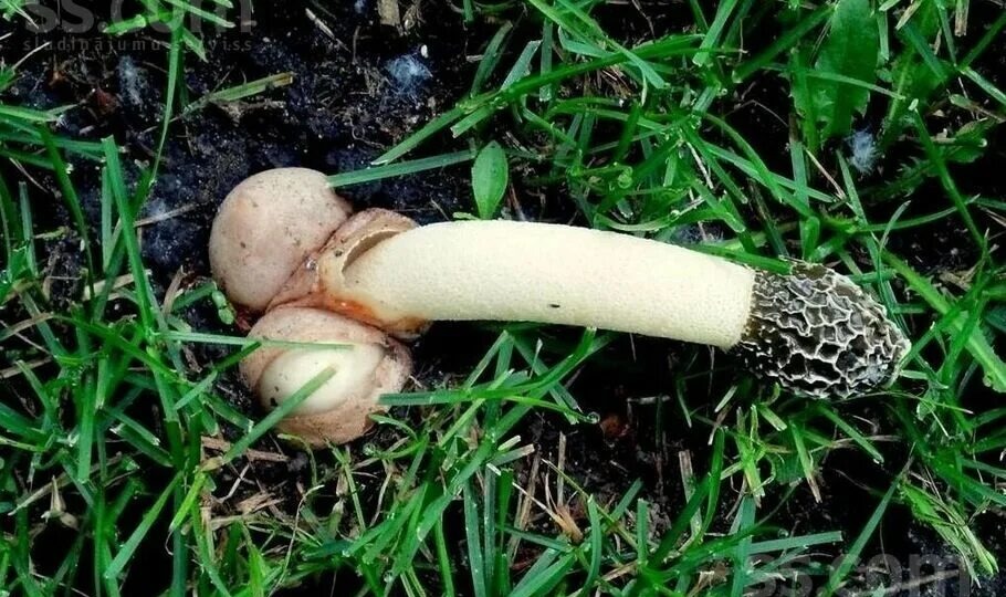 Веселка: гриб, который пахнет раком