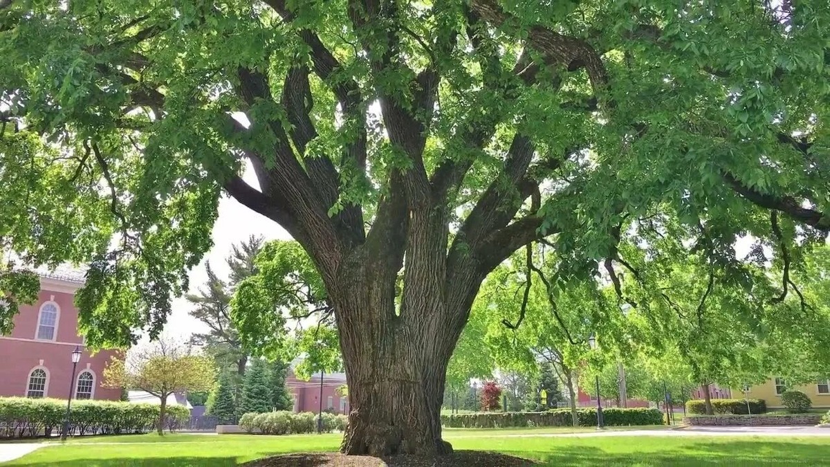 Америкос во всей красе