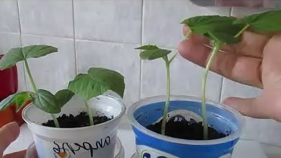 Вот так выглядит рассада, посеянная слишком рано. Стебли уже не держат форму, и пересадить такое растение без потерь почти невозможно.