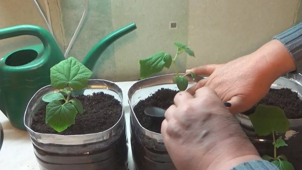 Простой тест: воткните палец в грунт на 2 см. Влажно — не поливайте. Именно так я проверяю рассаду каждые два дня