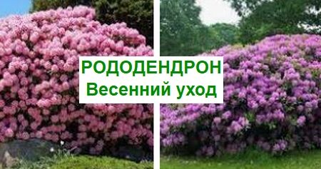 уход весной за родендендроном
