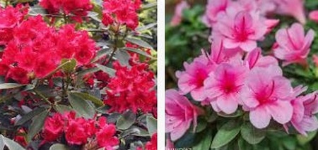 рододендрон цветет