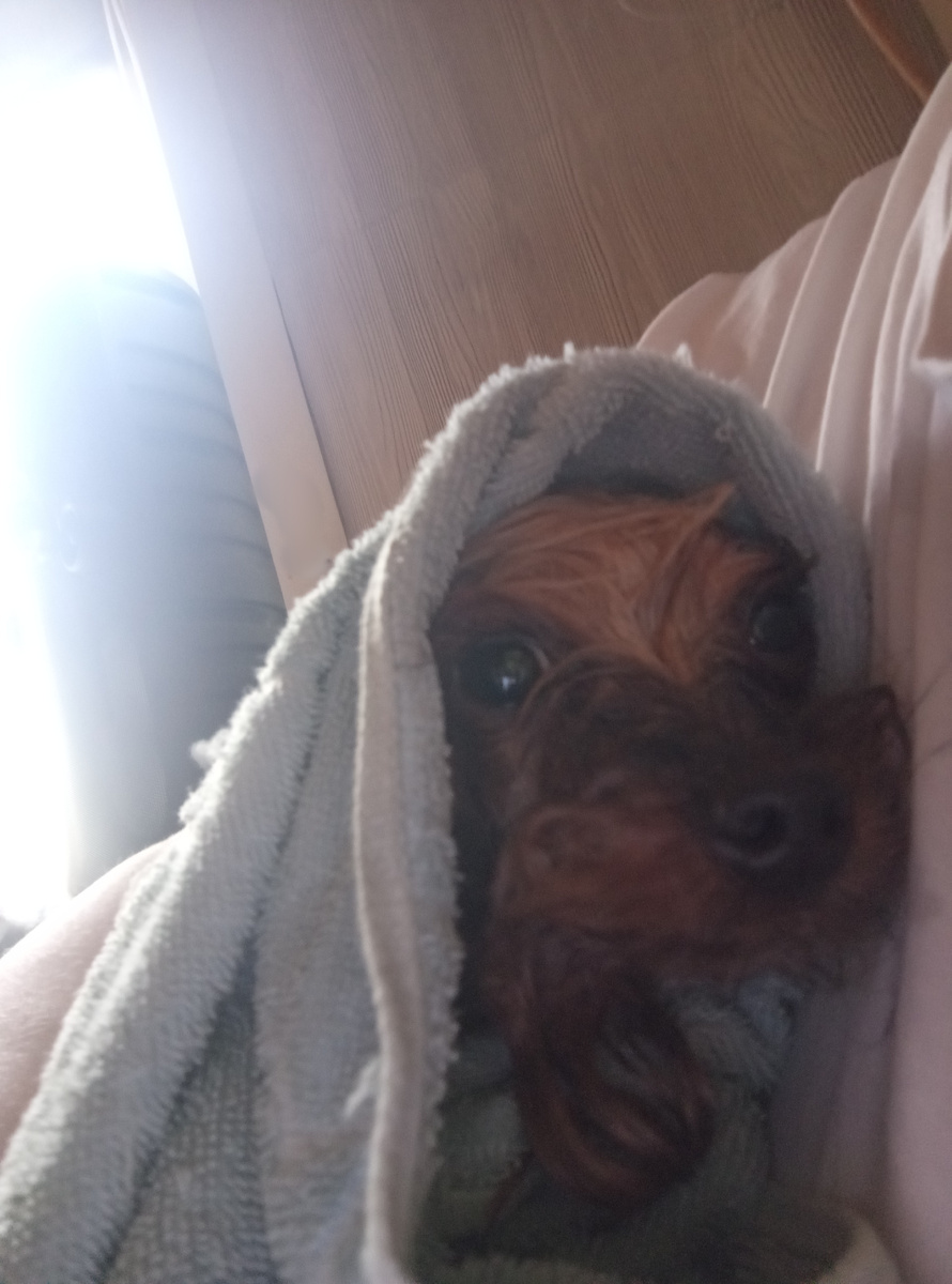 Ой, че будет?