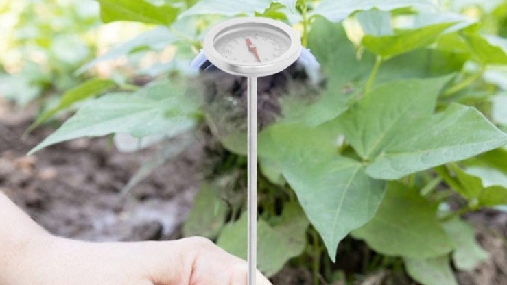 Воздух в теплице +32, почва показывает +7. Вот почему рассада после высадки стоит и не двигается