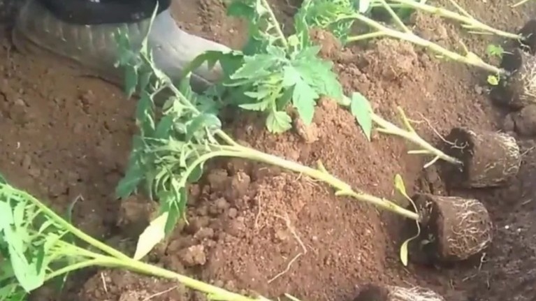 Посадка лёжа: стебель в тёплом верхнем слое почвы, корни сразу попадают в прогретую зону.