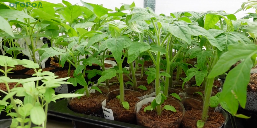 Подкормка рассады ТОМАТОВ!