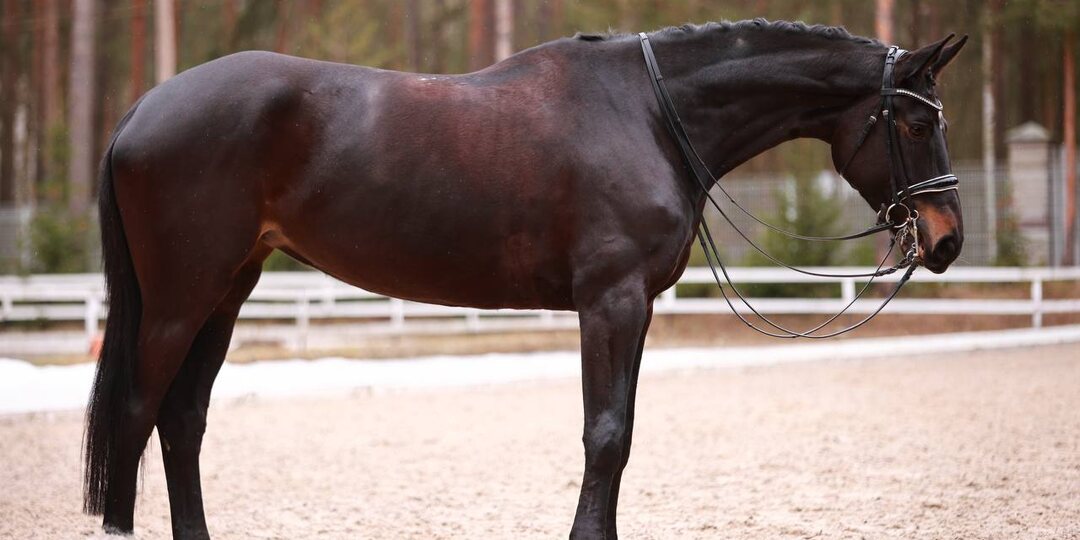 Кобыла, тракененской породы, от Вино Россо