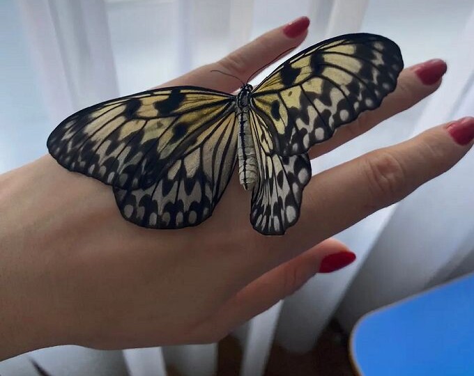 Чудеса из бабочкария Алины и Юлии Марковых