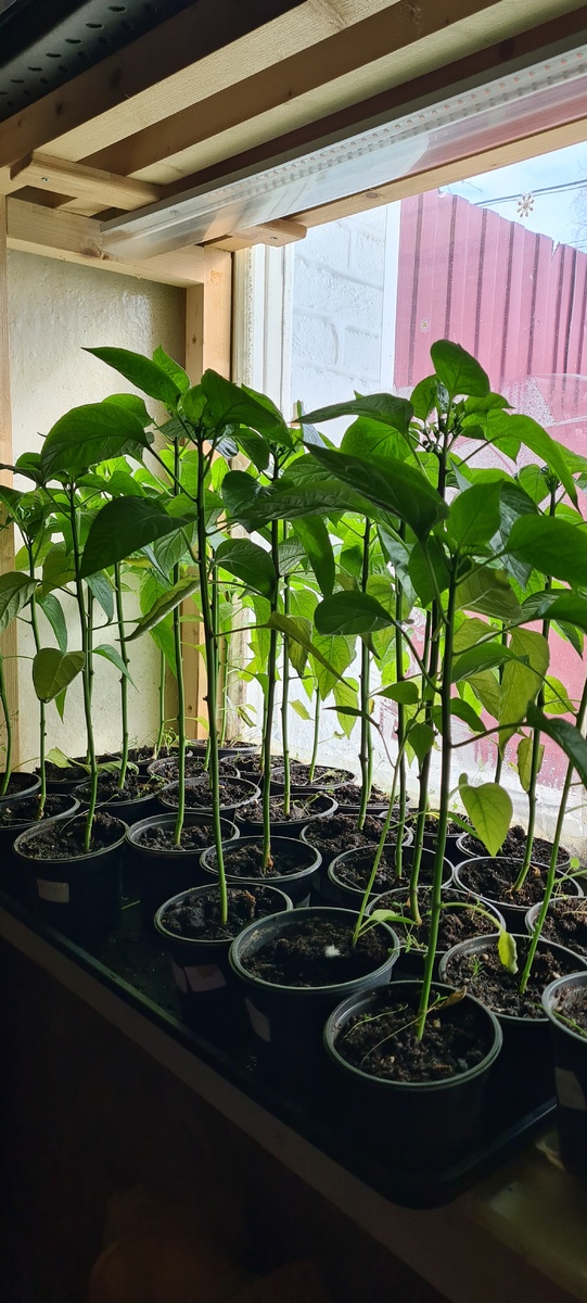 Мой болгарский перец 🌶. 