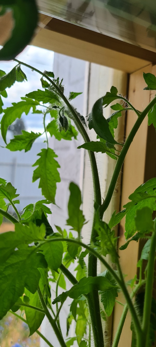 Краса Сибири .