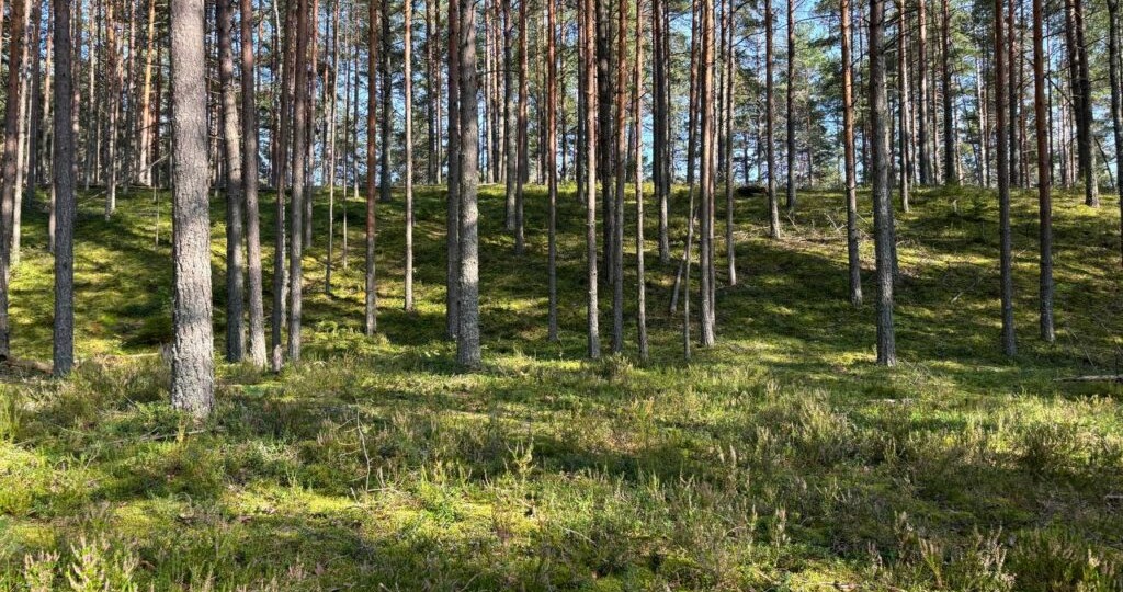 В Смоленской области разрабатывают туристическо-патриотический маршрут