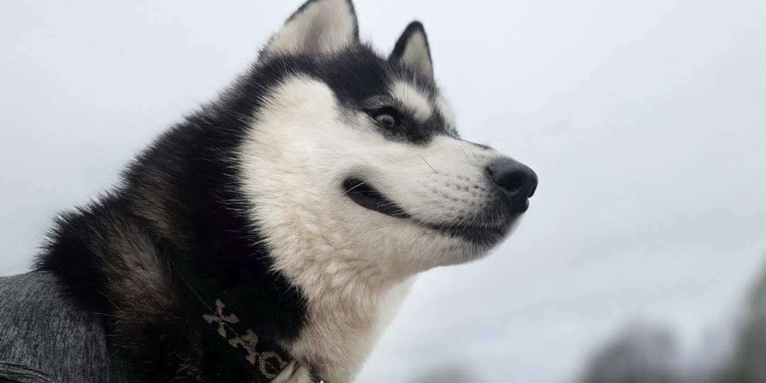 Без имени и без воспитания: живой товар, который стал не нужен