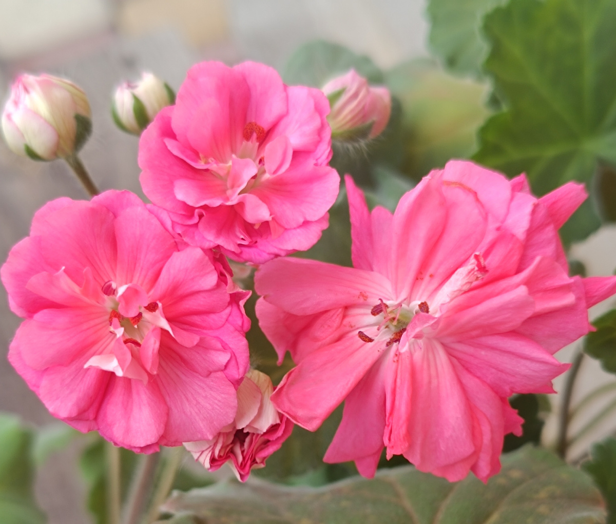 Два цветка слева — Безымяшка. Один цветок справа — ЮГ Нечаянная Радость. 