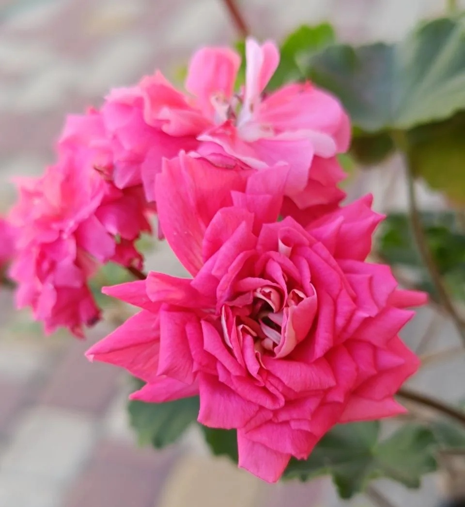 ЮГ Нечаянная Радость 