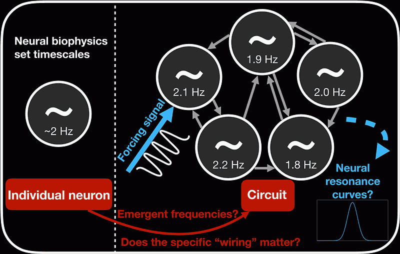 Схема методологии моделирования. Анализ «наследования» частот от индивидуального уровня до уровня нейронной сети и его зависимости от архитектуры связности. Подробно описан процесс построения кривых нейронного резонанса с помощью внешних стимулов, где измеряемый ответ (R) интерпретируется как резонанс цепи. Источник: G. Amichay et al., PLOS Biology, 2026.