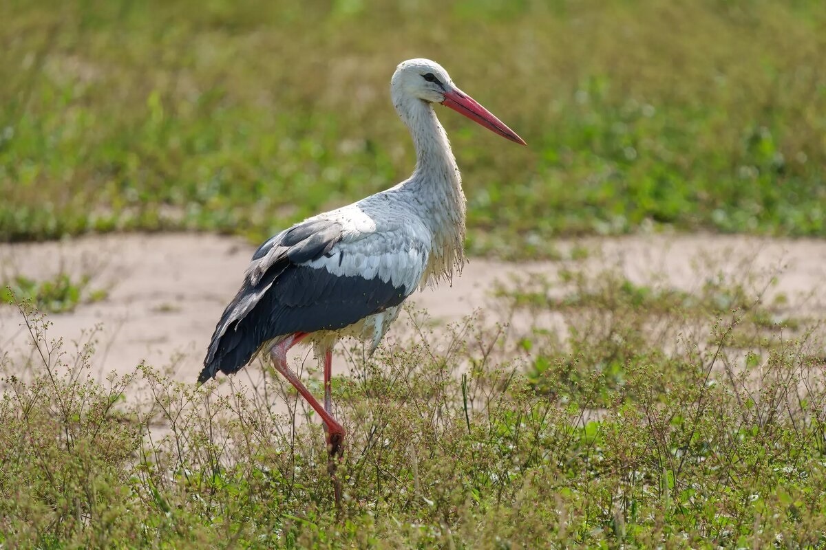 Фото с сайта: https://dzen.ru/a/aYYpranLeEnwWUwr
