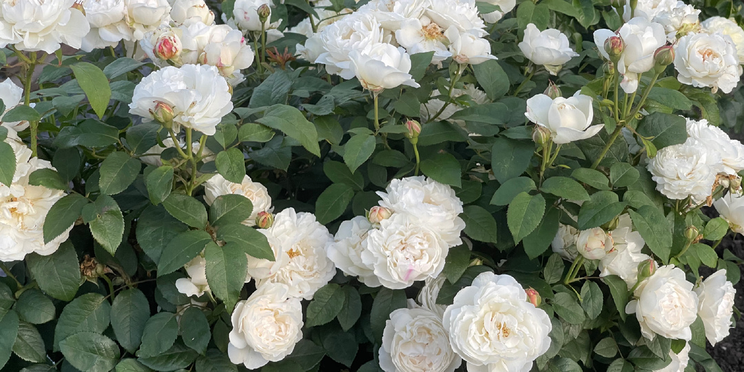 Вопросы про посадку роз и мое видение этих проблем