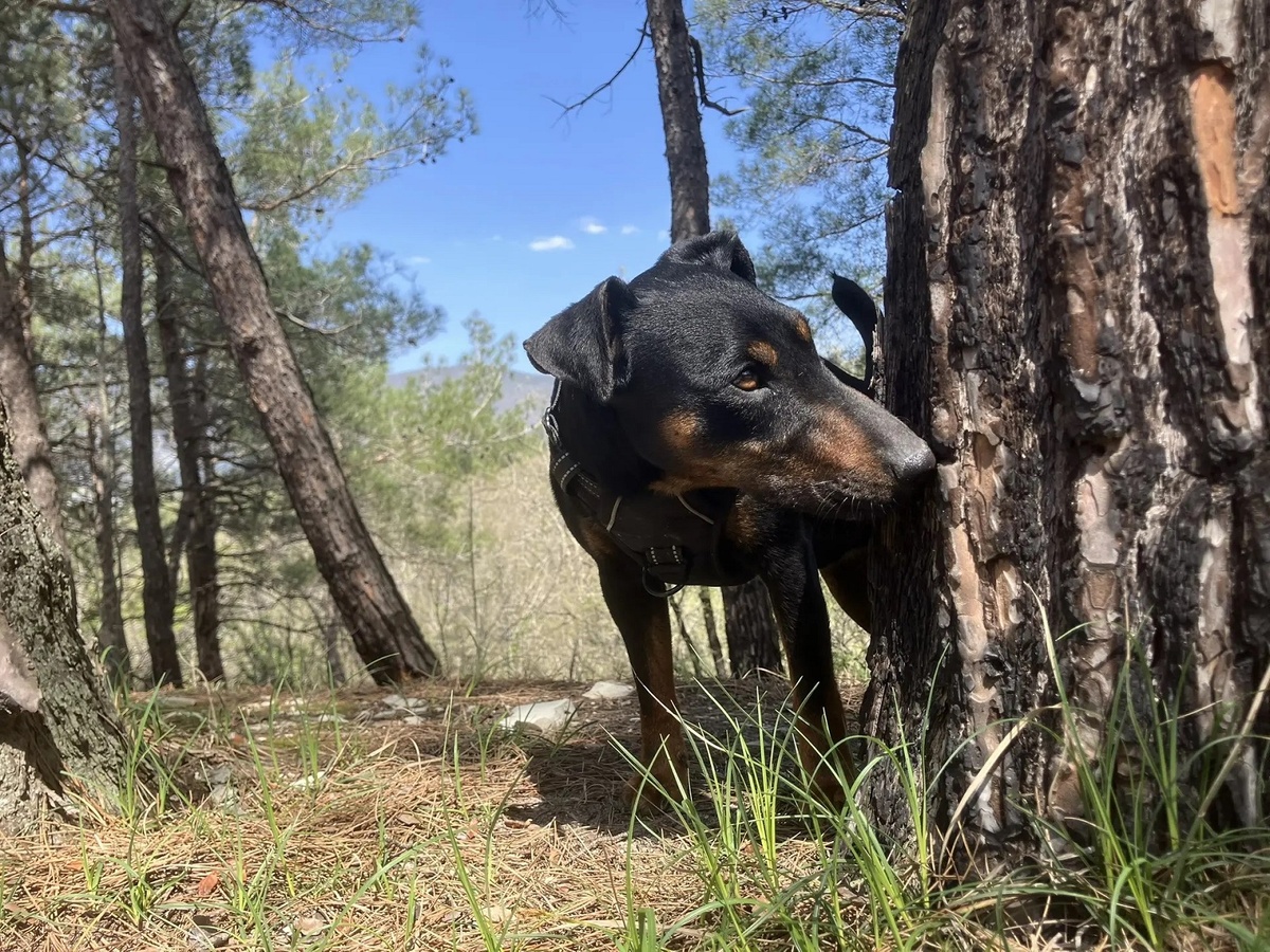 Девочка или мальчик? Кто из них устроит вам ад, а кто просто разнесет дом.