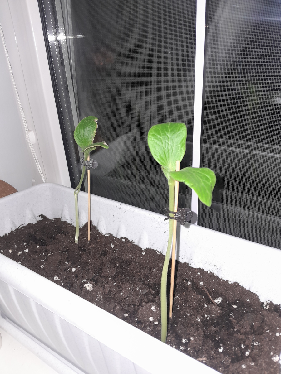 Точно так надо делать?