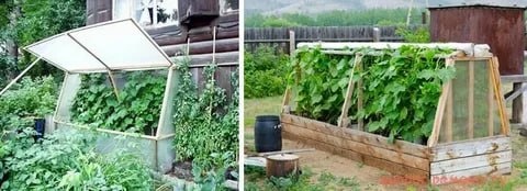 Строим парник своими руками: бюджетные идеи