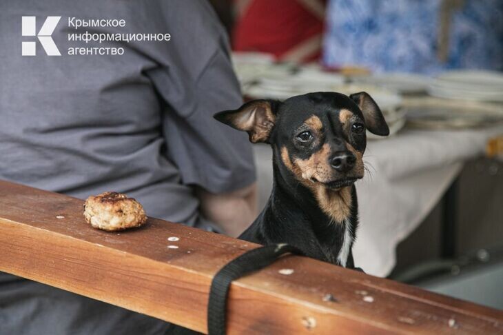 В Крыму стали чаще сдавать квартиры отдыхающим с домашними питомцами