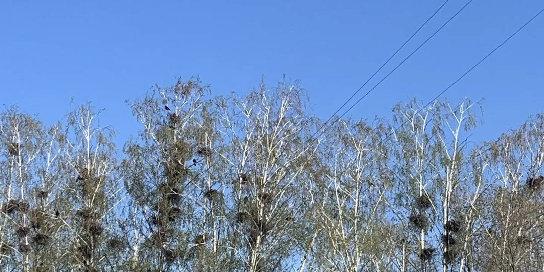 13 апреля 2026 года. Понедельник, или Простой рецепт куличей: выпечка, продажи и тихая сила