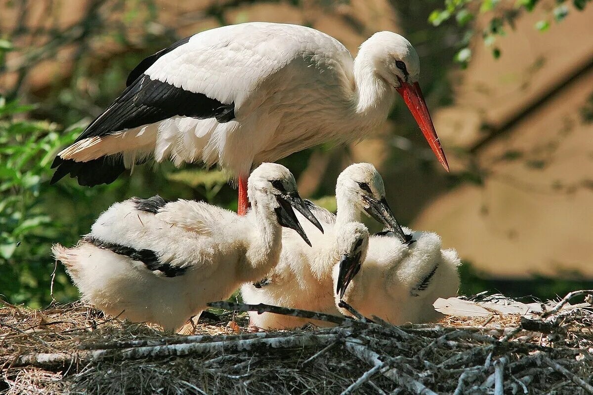 Фото с сайта: https://ru.wikipedia.org/wiki/Файл:Ciconia_ciconia_-Artis_Zoo,_Netherlands_-parent_and_chicks-8b.jpg