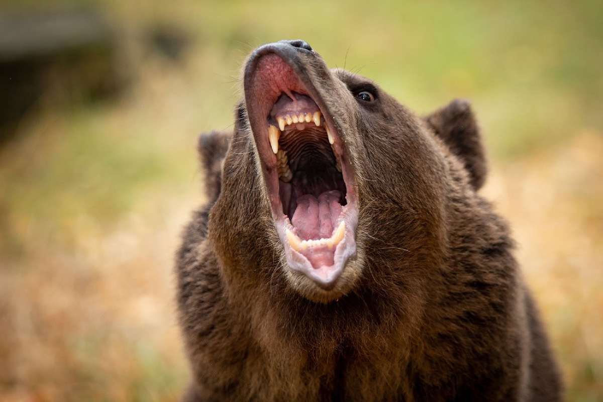    Фото: iStock/Warren A Metcalf