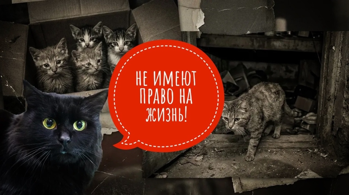 Сегодня "День стольника" в приюте "Омские хвостики"!