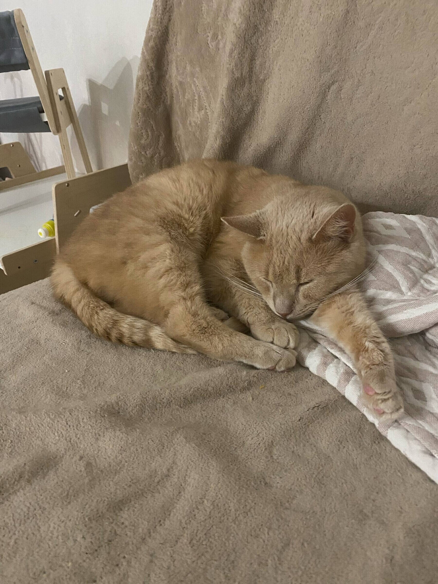 А - Абрикос, счастлив в новом доме