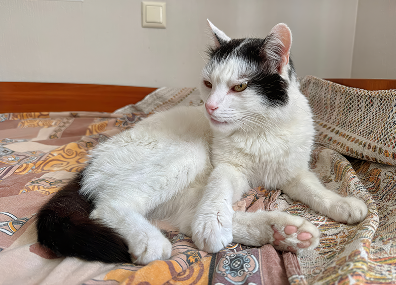 Б - дедушка Белый