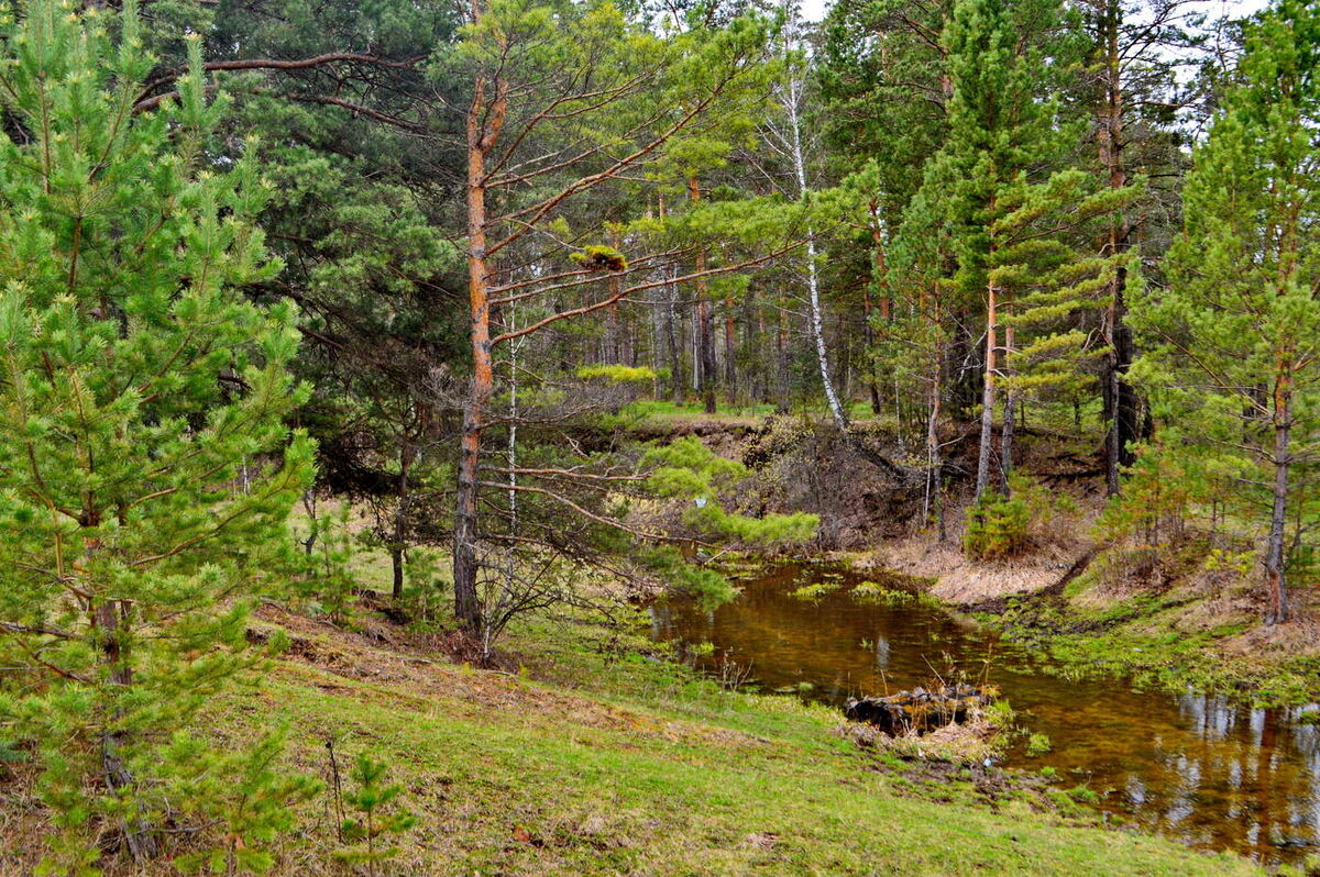 Сузунский заказник