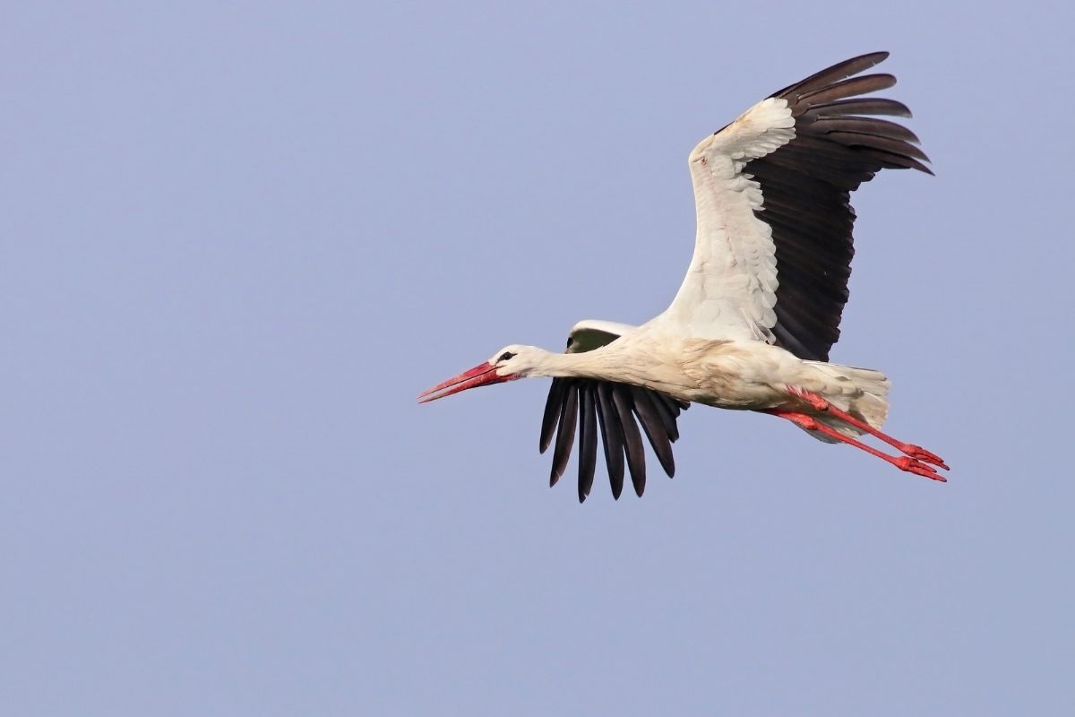 Фото с сайта: https://fr.style.yahoo.com/deux-cigognes-trois-plastique-lestomac-193503326.html