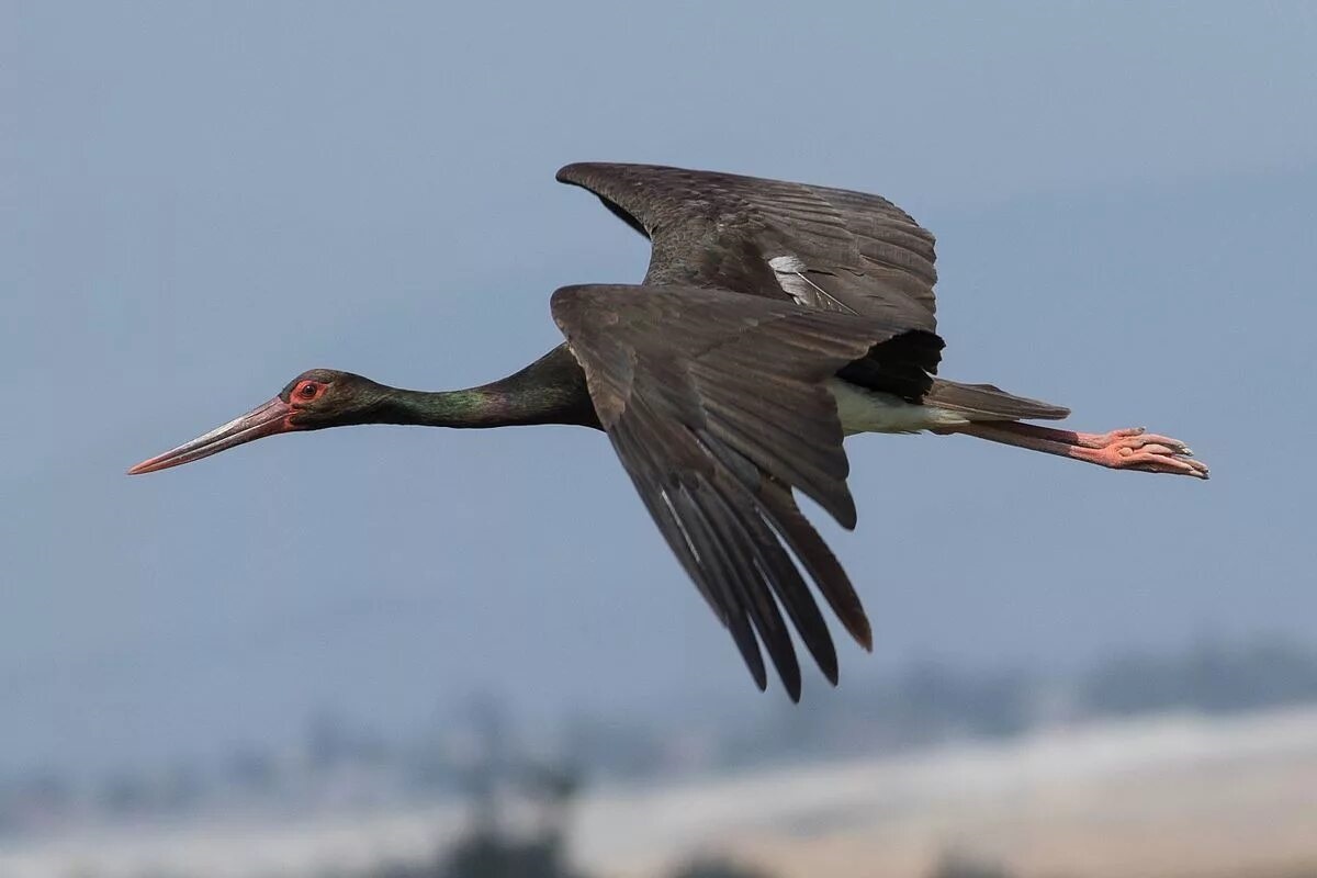 Фото с сайта: https://www.hisour.com/fr/data/black_stork/