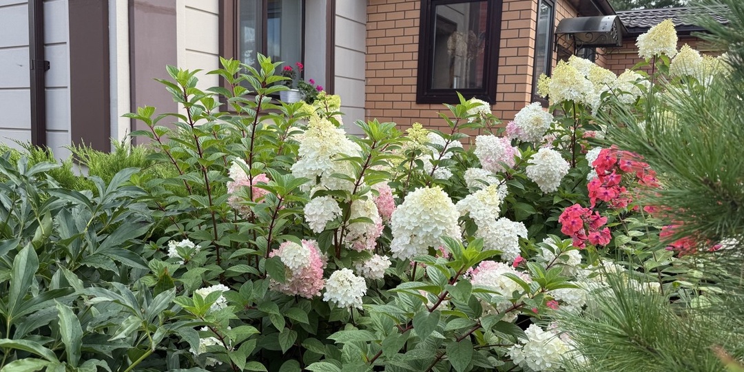 Чем подкислить почву гортензиям: 5 вполне доступных вариантов